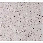 Akrikor Mutfak Tezgahları 3