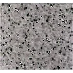 Akrikor Mutfak Tezgahları 6